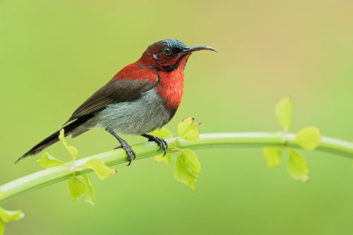 The Western Crimson Sunbird or Vigors's sunbird is endemic to the Western Ghats of India. Despite the tropical storms during my first visit to Goa there was plenty of wildlife around like this gorgeous sunbird which is similar to the hummingbirds found in the Americas.