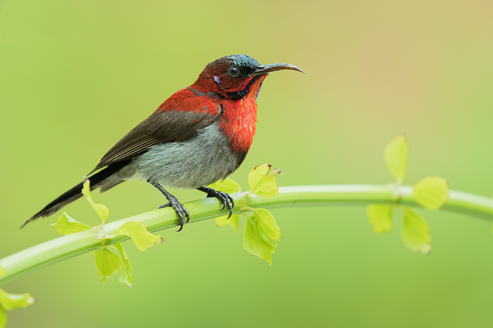The Western Crimson Sunbird or Vigors's sunbird is endemic to the Western Ghats of India. Despite the tropical storms during my first visit to Goa there was plenty of wildlife around like this gorgeous sunbird which is similar to the hummingbirds found in the Americas.