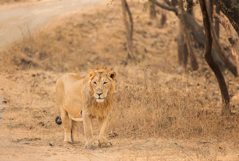Asiatic Lion Habitat. Male Asiatic Lion in the dry deciduous forests of Gir National Park, Gujarat.