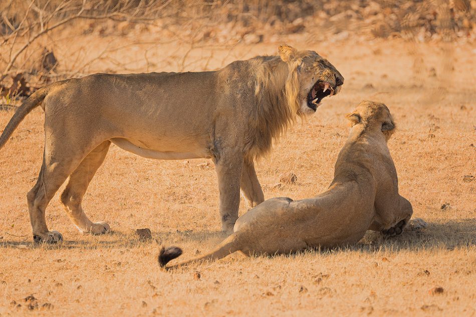 Asiatic Lion roaring at his mate. Gir National Park, Gujarat.