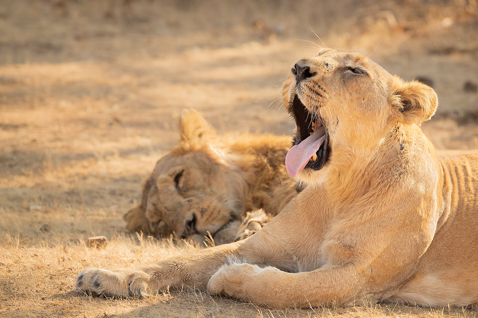 Yawning Asiatic Lioness. Asiatic lioness yawning next to her mate. Gir National Park, Gujarat.