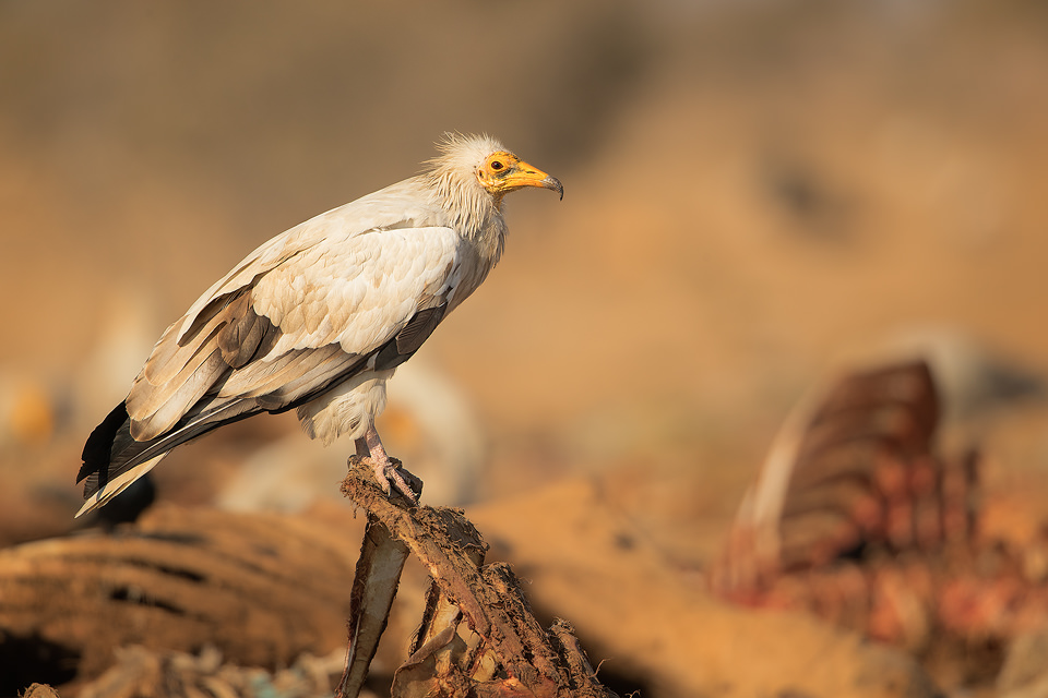 Adult Egyptian vulture perched on the rib cage of a carcass. Rajasthan, India. The population of Egyptian vultures decreased dramatically in recent years and is now endangered. This decline in numbers is largely due to poisoning when they unknowingly feed on carcasses that are full of harmful chemicals and lead.