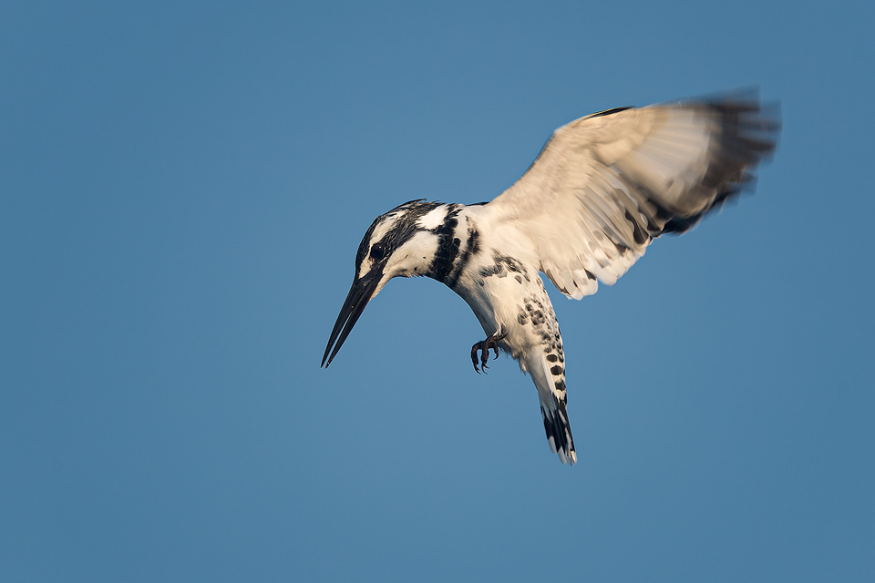 Hovering Pied Kingfisher against a bright blue sky. Rajasthan, india. India is home to many interesting varieties of kingfisher, such as the Pied Kingfisher, Oriental Dwarf Kingfisher, Black-Capped Kingfisher, Common Kingfisher, Collared Kingfisher, Stork-Billed Kingfisher and White-breasted Kingfisher.