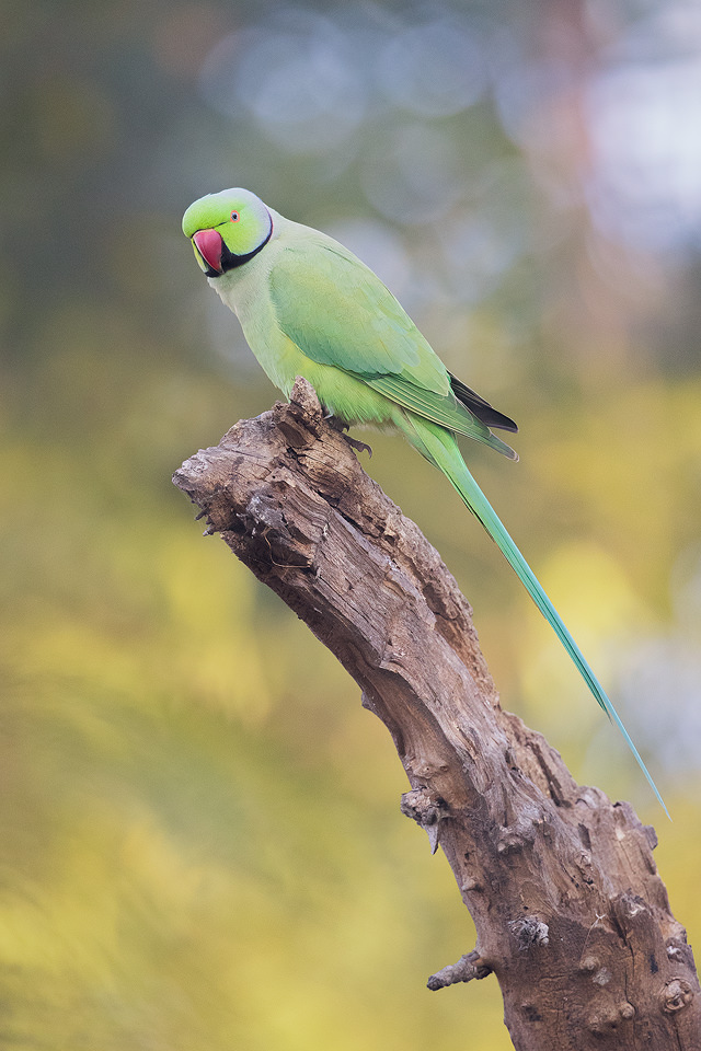 Male Rose-ringed parakeet