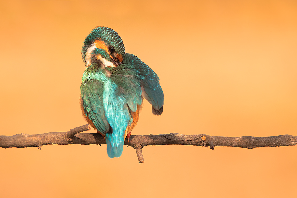 Female kingfisher preening