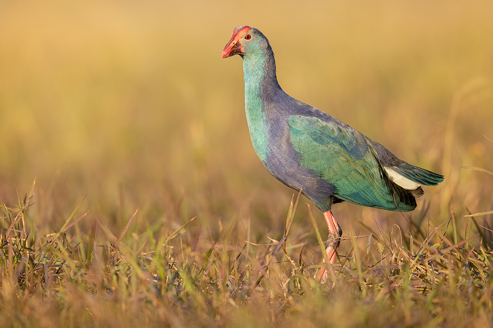 Purple Swamphen in late evening light. Bharatpur, Rajasthan, India. The Indian species of Purple swamphens are known as Grey-headed swamphens.