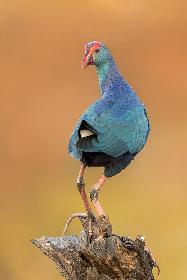 Purple Swamphen perched on a fallen tree stump in late evening light. Bharatpur, Rajasthan, India. The Indian species of Purple swamphens are known as Grey-headed swamphens.