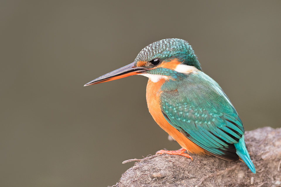 Female kingfisher