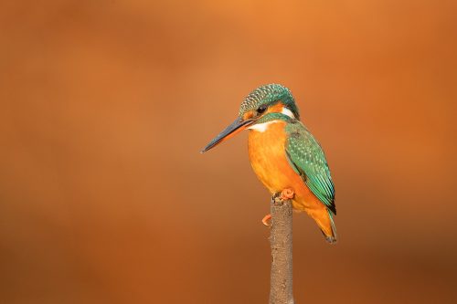 Female kingfisher against a warm orange background. Rajasthan, india. India is home to many interesting varieties of kingfisher, such as the Pied Kingfisher, Oriental Dwarf Kingfisher, Black-Capped Kingfisher, Common Kingfisher, Collared Kingfisher, Stork-Billed Kingfisher and White-breasted Kingfisher.