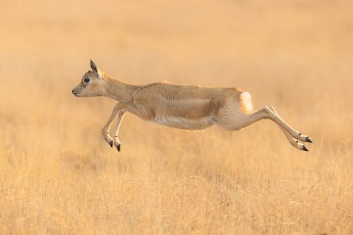 Leaping blackbuck antelope in the grasslands of Rajasthan. India's Grasslands are home to some of its most endangered species, many of which are endemic. This important habitat now only exists in a handful of places in India and is sadly becoming increasingly scarce.