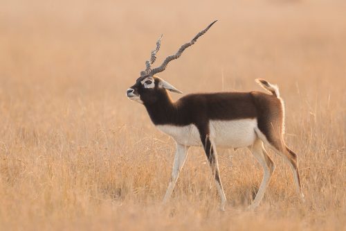 Blackbuck Courtship Display. Male blackbuck posturing in courtship display. Tal Chhapar Sanctuary, Rajasthan, India. India's Grasslands are home to some of its most endangered species, many of which are endemic. This important habitat now only exists in a handful of places in India and is sadly becoming increasingly scarce.