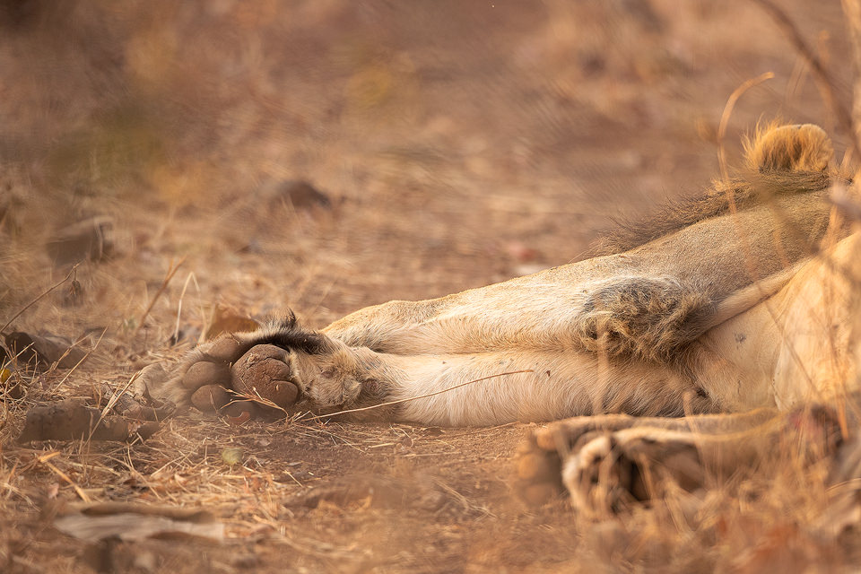 Asiatic Lion Pug. Paw of a large male Asiatic Lion resting under the trees. Gir National Park, Gujarat.