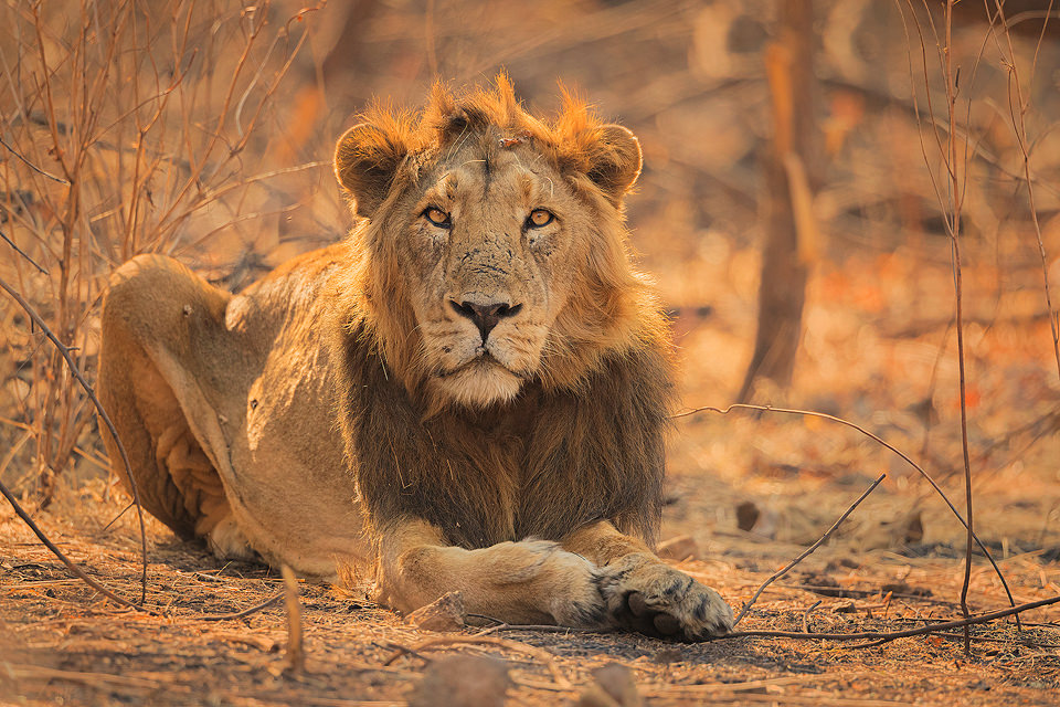 Male Asiatic Lion giving us a curious stare. Gir National Park, Gujarat.