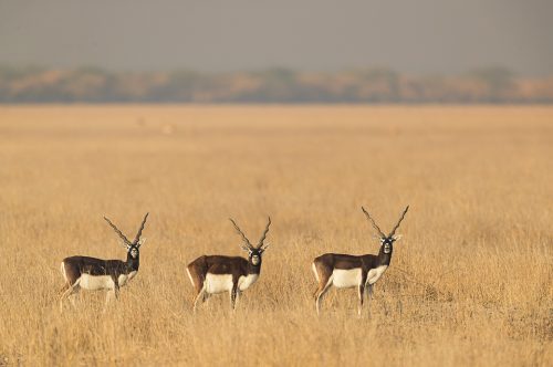 Blackbuck Group. Three male blackbucks line up in the open grasslands of Rajasthan. India's Grasslands are home to some of its most endangered species, many of which are endemic. This important habitat now only exists in a handful of places in India and is sadly becoming increasingly scarce.