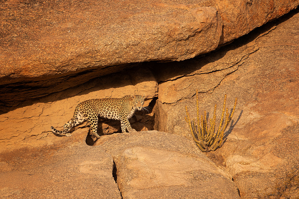 Bera Leopard. A beautiful female leopard known locally as Nilam crossing the wind-shaped rocks outside her cave in late evening light. Rajasthan, India.  In contrast to leopard watching in the dense jungles of India, they are relatively easy to spot here between the rocky crags and cactuses of the 'Leopard Hills of Rajasthan'. In this incredible landscape the leopard is the top predator meaning they tend to be much more confident and relaxed.