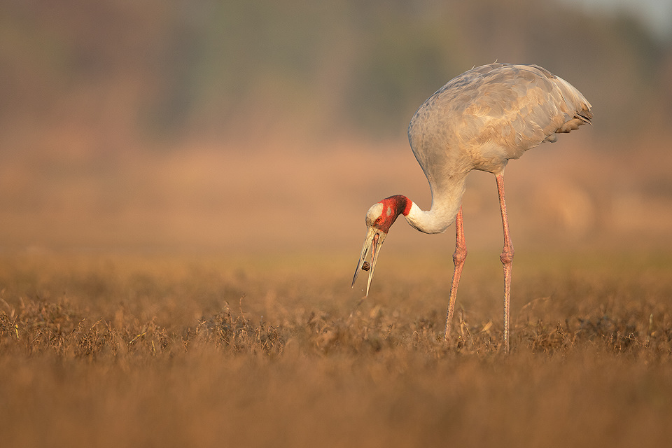 Sarus Crane Feeding. Adult Sarus crane feeding on a water hyacinth seed pod. Greater Noida, India. The Sarus crane is the world's tallest flying bird, standing at an impressive height of up to 6ft.