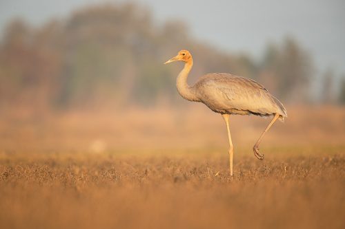 Juvenile Sarus Crane in wetland habitat, Greater Noida, India. The Sarus crane is the world's tallest flying bird, standing at an impressive height of up to 6ft.