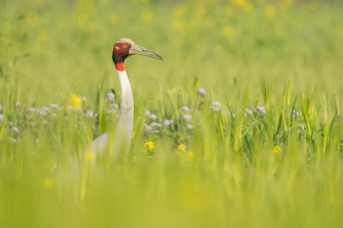 Female Sarus Crane surrounded by green crops and flowers. Greater Noida, India. The Sarus crane is the world's tallest flying bird, standing at an impressive height of up to 6ft.