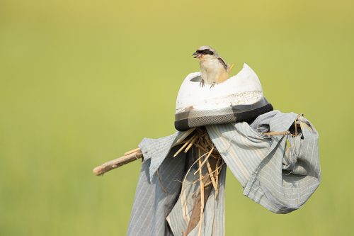 Long-tailed shrike perched on a scarecrow in farmland. Uttar Pradesh, India.  About the Long-tailed shrike: The long-tailed shrike or rufous backed shirke (Lanius schach) is a predatory bird in the family Laniidae. Like other shrikes they favour dry open habitats where they hunt from prominent perches on trees, scrub and electrical wires. Long-tailed shrikes take a wide variety of animal prey, including insects, reptiles, birds, small mammals and even occasionally fish. Shrikes are well known for their habit of impaling their prey on thorns after earning them the nickname "butcher bird". 