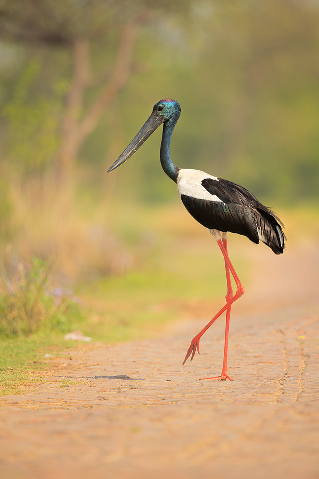 Male Black-necked stork crossing a bumpy cobbled road running through the middle of the wetland. Uttar Pradesh, India.
