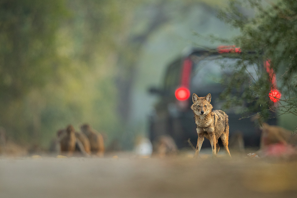 Urban Golden Jackal. New Delhi, India. These wolf like canids are incredibly wary and have been very difficult to photograph. However after lots of perseverance and a change in tactics I finally started to get some good results! These Indian Golden Jackals have adapted well to life in an urban environment, scavenging leftover bread and fruits brought for the monkeys and feral cows and pigs in Delhi's ridge forest. 
