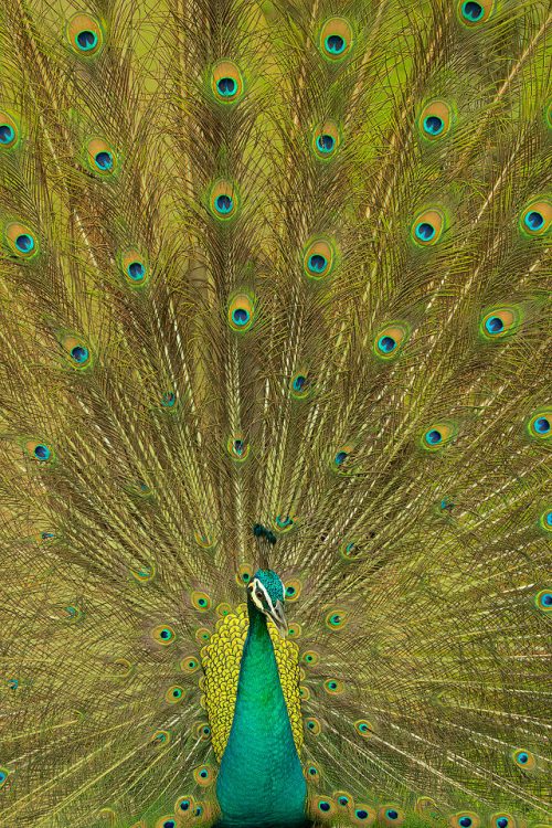 Blue Peacock Displaying. Stunning male blue peacock performing mating display. India.