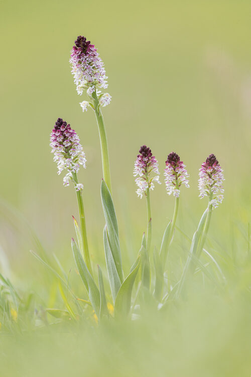 A cluster of Burnt-tip Orchids, Austrian Alps. These stunning orchids were growing in large clusters all over the alpine meadows. Western Tyrol, Austria. 
