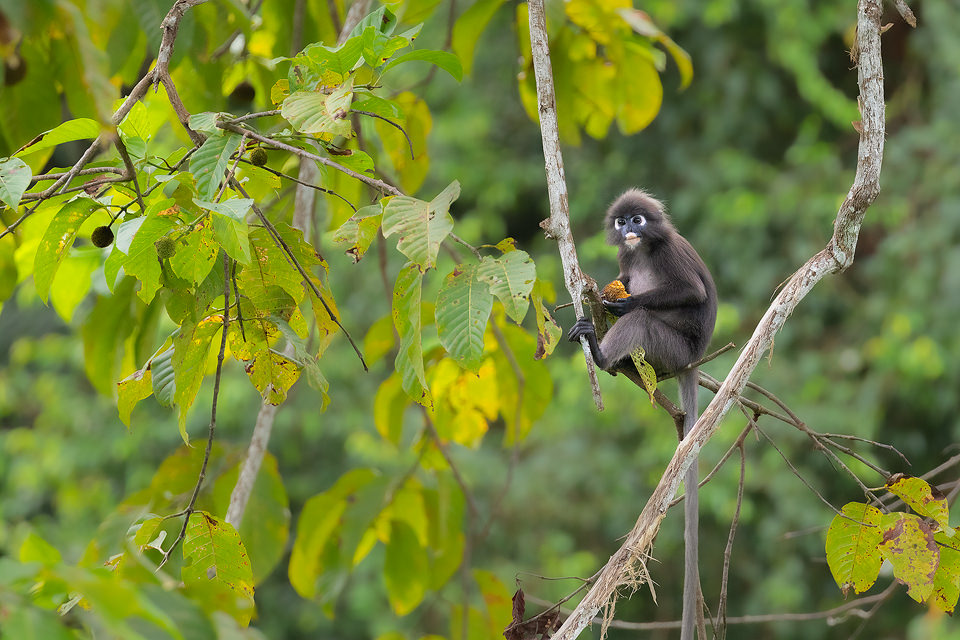 Dusky leaf monkey Habitat. Dusky Leaf Monkey eating fruit int he tangled jungle branches, Langkawi, Malaysia. These adorable monkeys could be seen throughout the deep jungle surrounding our hotel, and would often venture into the grounds of the hotel in search of food.