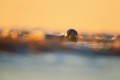 Grey Seal Golden Bokeh. Adult grey seal taking a dip at dawn with the early morning sunshine illuminating the waves with a golden bokeh. 