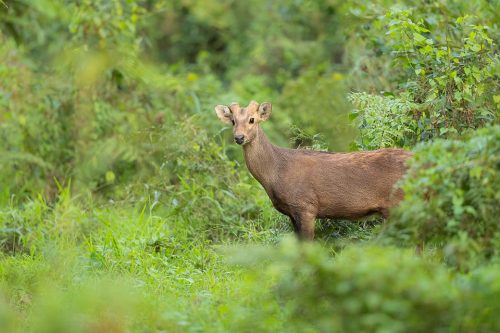 A Hog Deer Buck emerges from the lush green jungle and glances in our direction. Kaziranga National Park, Assam, India.