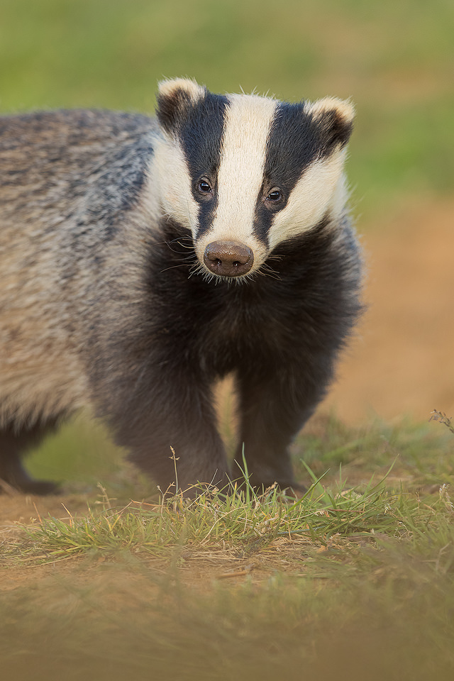 Badger Portrait II. Derbyshire, Peak District NP. Despite being incredibly shy and elusive, badgers are one of my favourite British species to photograph. 