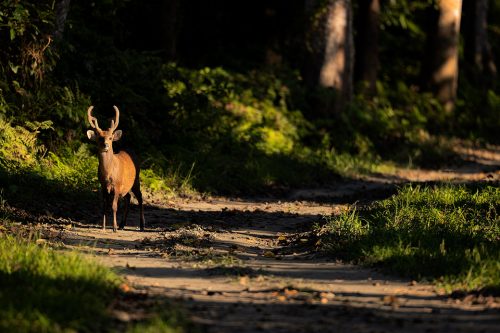 A Hog Deer Stag pauses in a shaft of light and looks towards our jeep. Kaziranga National Park, Assam, India.
