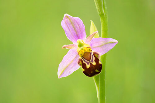 Focus stacked image of a single Bee orchid flower, Millers Dale, Peak District National Park.