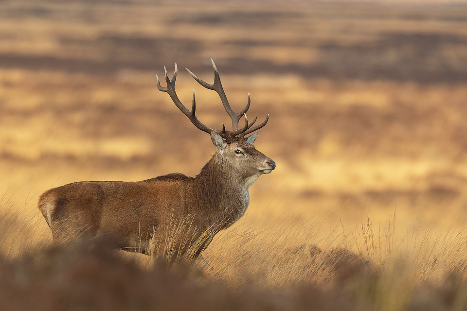 This huge red deer stag has one of the dominant stags pf the moorland for many years now. This year he was starting to look a little more tired, leaving me wondering how much longer his reign would continue. Derbyshire, Peak District National Park.