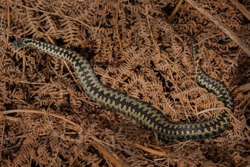 Male Adder basking, Peak District National Park. One of my favourite projects in early spring is to see how the local population of Adders are doing. Despite the nationwide decline, the Peak District remains a firm stronghold for the UK's only venomous snake. This male was happily basking on the the dead bracken.