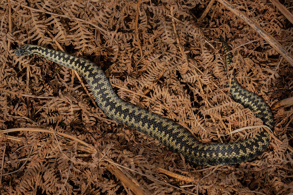 Male Adder basking, Peak District National Park. One of my favourite projects in early spring is to see how the local population of Adders are doing. Despite the nationwide decline, the Peak District remains a firm stronghold for the UK's only venomous snake. This male was happily basking on the the dead bracken.