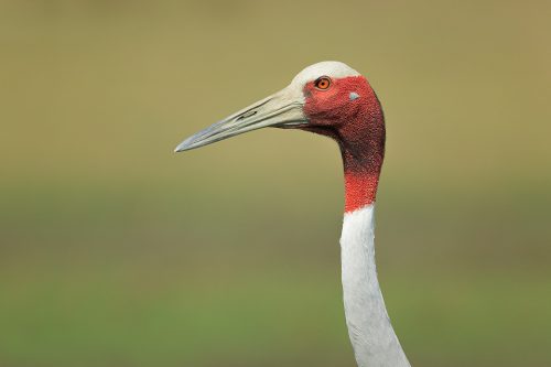 Adult Sarus crane close up portrait. Greater Noida, India. Sarus cranes are opportunistic omnivores, and eat a wide variety of food, such as aquatic plants, seeds, insects, herptiles and fish.
