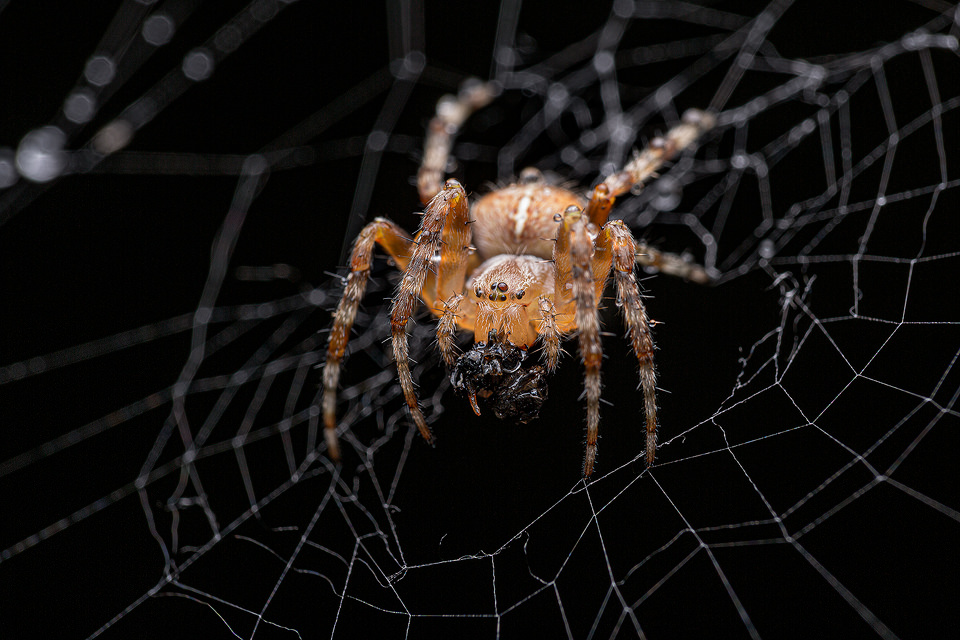 Macro photograph of a female European Garden Spider (Araneus diadematuson) with captured prey, covered in droplets of rain. Sheffield, UK.
