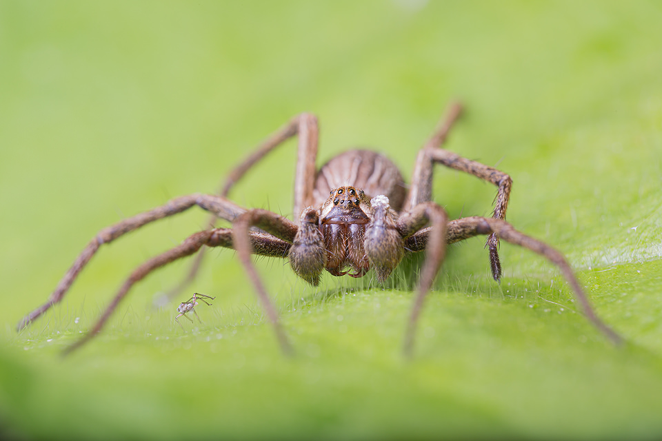 Macro photograph of a European Wolf Spider, Pardosa amentatacan, photographed in Sheffield, UK.