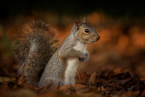 London Grey Squirrel. Although the subject of the grey squirrel is a contentious one, I couldn't resist capturing a few images of this character in the Autumn leaf litter. Whilst this 'invasive species' has almost completely displaced our iconic reds, it's not at all their fault. Originally brought over as exotic additions to estates and stately homes by the wealthy, they quickly dominated our native squirrels, driving them almost to extinction.