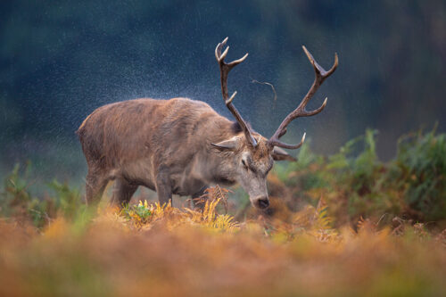 Red deer stag shaking off the rain. I chose to shoot this image with a slow shutter speed to give the image and abstract feel. The Autumn colours of the changing bracken and this handsome stag made it more than worthwhile getting drenched!
