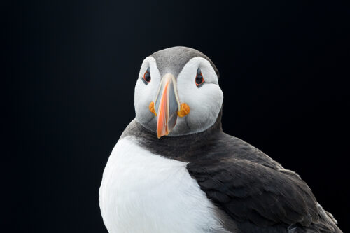 Atlantic Puffin portrait against a black background. I noticed the puffins flying into here with beaks full of sand eels and used the bright late morning sunshine to expose for the puffin whilst enabling me to black out the background; a dark area of cliff in deep shade.