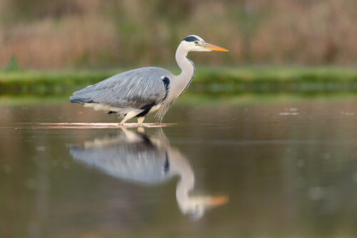Grey Heron Reflection. Grey heron fishing for trout, Aviemore, Scotland, UK. 