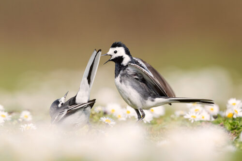 Pied Wagtails Courting. Derbyshire, Peak District National Park. I was capturing some close up portraits of the female wagtail surrounded daisies when suddenly the male arrived and began a courtship display, I quickly slithered back so I could fit them both in the frame and capture the action.