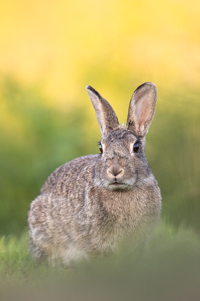 Wild rabbit. Derbyshire, Peak District National Park, UK.