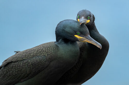 A tender moment between a pair of shags as they strengthen their bond. Nothumberland, UK. During the summertime around 150,000 breeding pairs of seabirds flock to the Farne Islands to nest. With such huge numbers crammed onto these tiny islands they are undoubtedly one of the best places in the UK to get close to sea birds. About Shags: Often confused with the much larger Cormorants, shags have emerald green eyes and dark green glossy plumage with a distinctive crest on the front of their heads. During the breeding season they flock to coastal sites where they gather in vast numbers.