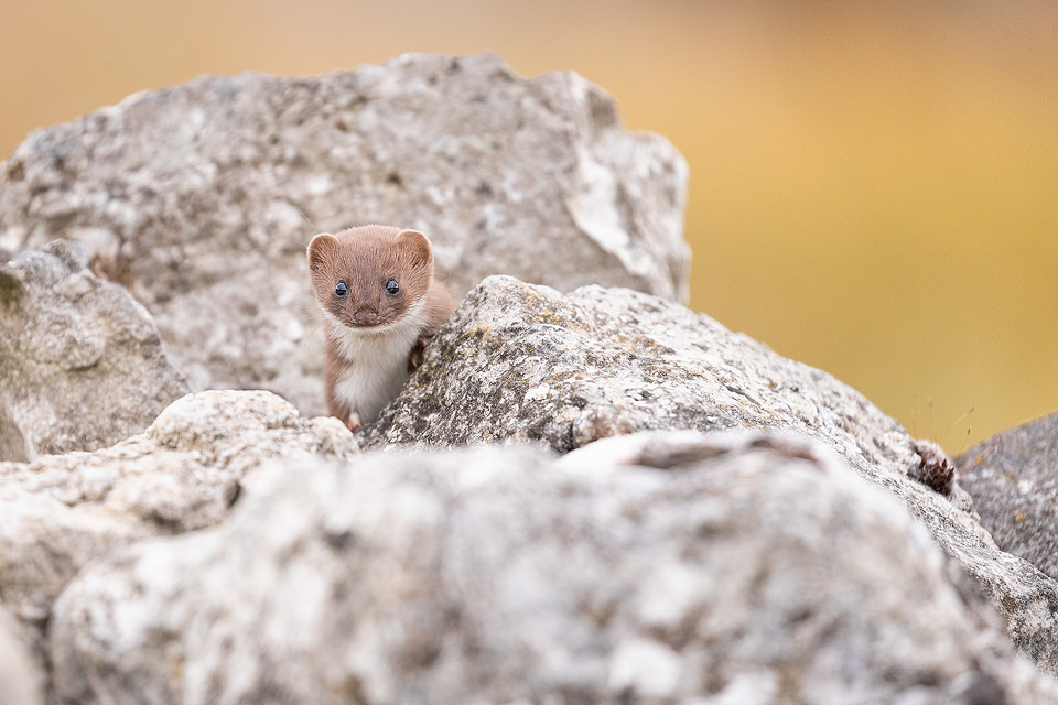 A weasel emerges from a drystone wall. Derbyshire, Peak District National Park.