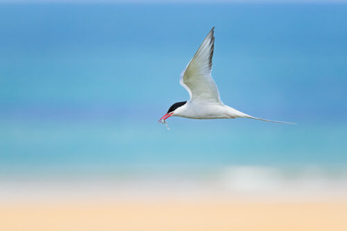 Artic Tern in flight returning to the nest with a fish. Northumberland, UK.