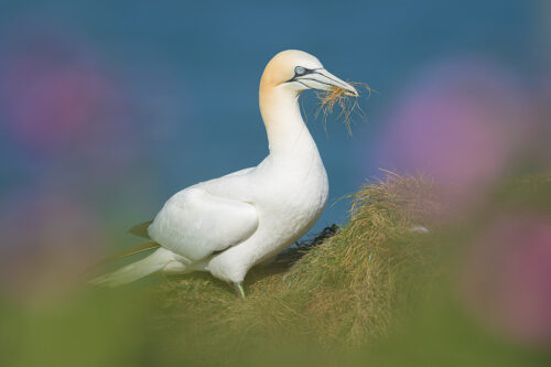 Northern Gannet collecting nesting materials amongst flowering purple campion. RSPB's Bempton Cliffs Nature Reserve in the East Riding of Yorkshire.