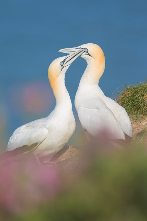 Northern Gannets billing amongst flowering purple campion. RSPB's Bempton Cliffs Nature Reserve in the East Riding of Yorkshire.